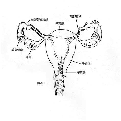 女人陰|女性生殖系統